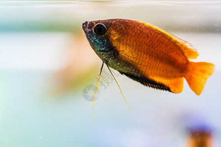 鱼缸中的蜜瓜拉米Trichogaster热带水族馆鱼类彩色男水族概念蜜瓜拉米热带水族馆鱼类彩色男图片