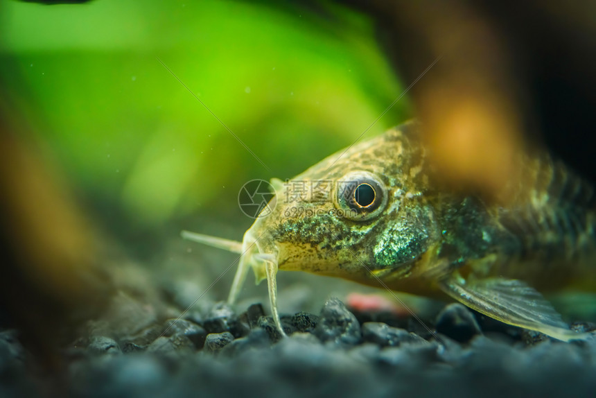 小鱼Corydoras前端封闭背景模糊选择焦点小型鱼前端封闭自然背景模糊图片