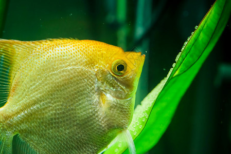 金凤尾扇贝在水里黄色的神仙鱼守护着蛋叶子上的鱼子金凤尾鳞在水里黄神仙鱼守蛋图片