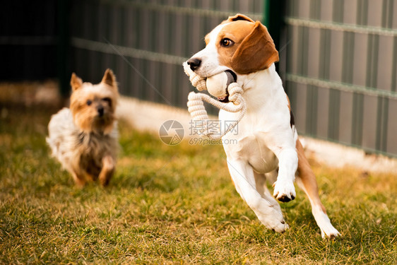 在花园户外玩比格尔狗的乐趣与球和约克狗一起跑与球和约克狗一起跳背景在花园户外玩比格尔狗的乐趣图片