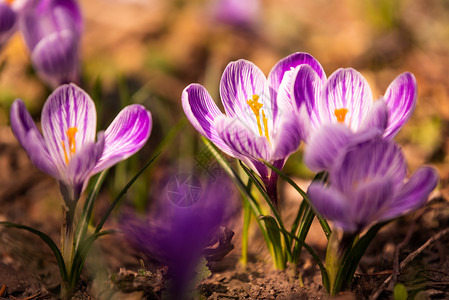 Crocus复式鳄鱼或是爱丽丝家族中花卉的基因一只鳄鱼群片草地充满了鳄鱼近距离的椰子鳄鱼复式或是爱丽丝家族中花卉的基因一群鳄鱼片图片