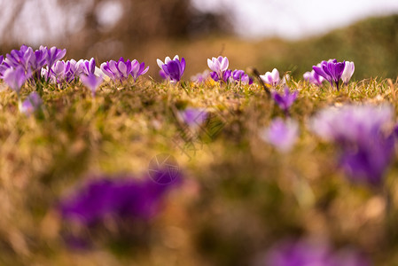 Crocus复式鳄鱼或是爱丽丝家族中花卉的基因一只鳄鱼群片草地充满了鳄鱼近距离的椰子鳄鱼复式或是爱丽丝家族中花卉的基因一群鳄鱼片图片