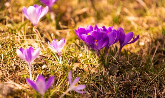 Crocus复式鳄鱼或是爱丽丝家族中花卉的基因一只鳄鱼群片草地充满了鳄鱼近距离的椰子鳄鱼复式或是爱丽丝家族中花卉的基因一群鳄鱼片图片