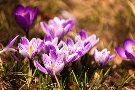 Crocus复式鳄鱼或是爱丽丝家族中花卉的基因一只鳄鱼群片草地充满了鳄鱼近距离的椰子鳄鱼复式或是爱丽丝家族中花卉的基因一群鳄鱼片背景图片