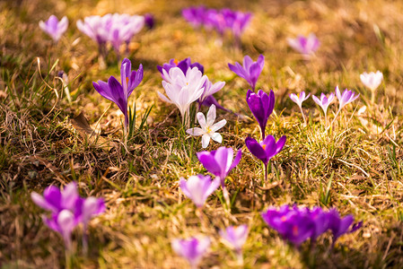 Crocus复式鳄鱼或是爱丽丝家族中花卉的基因一只鳄鱼群片草地充满了鳄鱼近距离的椰子鳄鱼复式或是爱丽丝家族中花卉的基因一群鳄鱼片图片