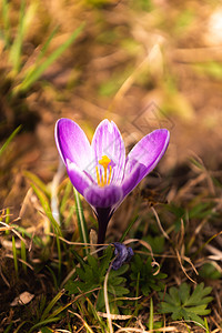 Crocus复式鳄鱼或是爱丽丝家族中花卉的基因一只鳄鱼群片草地充满了鳄鱼近距离的椰子鳄鱼复式或是爱丽丝家族中花卉的基因一群鳄鱼片图片