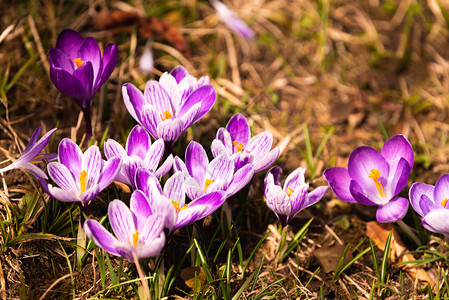 Crocus复式鳄鱼或是爱丽丝家族中花卉的基因一只鳄鱼群片草地充满了鳄鱼近距离的椰子鳄鱼复式或是爱丽丝家族中花卉的基因一群鳄鱼片图片