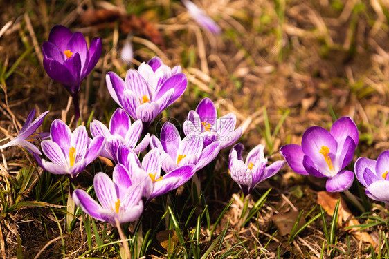 Crocus复式鳄鱼或是爱丽丝家族中花卉的基因一只鳄鱼群片草地充满了鳄鱼近距离的椰子鳄鱼复式或是爱丽丝家族中花卉的基因一群鳄鱼片图片