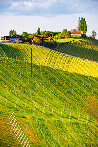 葡萄酒国Styria以南的Styria南的奥地利葡萄园区苏尔兹塔莱布尼茨著名的旅游目地Sunny风景Styria以南的奥地利葡萄图片