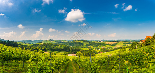 VineyardspanoramaSulztalLeibnitz地区著名的目葡萄酒街区夏季的酒国Styria南部旅游目的地绿山和图片