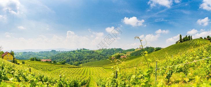 2018年6月日VineyardsLeibnitz地区著名的目葡萄酒街区南部Styria夏季葡萄酒国旅游目的地绿山和葡萄作物背景图片