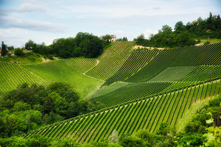 夏季在奥地利Wine街WineGamlizSpicnik苏尔兹塔旅游景点地的一座山丘Wine公路上种植葡萄的露地图片