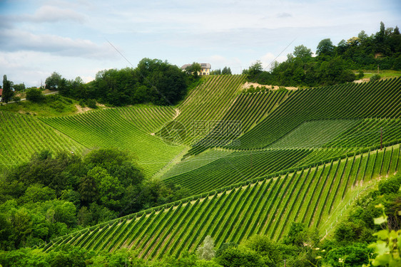 夏季在奥地利Wine街WineGamlizSpicnik苏尔兹塔旅游景点地的一座山丘Wine公路上种植葡萄的露地图片