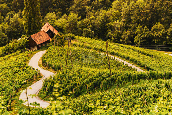 奥地利著名的红心制酒路斯洛文尼亚夏季红心形式HerzelStrasse与一对夫妇夏天围着葡萄园旅游点红心制酒路旅游点Herzel图片