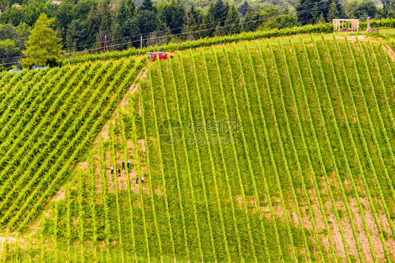 野外工作者各行农民奥地利斯洛文尼亚SulztalGamlizSpicnik地区绿色背景葡萄植物系列图片