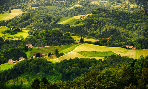 夏季在奥地利Wine街WineGamlizSpicnik苏尔兹塔旅游景点地的一座山丘Wine公路上种植葡萄的露地图片