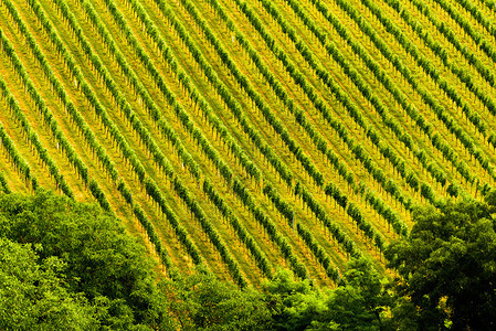奥地利SulztalGamlizSpicnik背景绿色模式葡萄植物系列图片