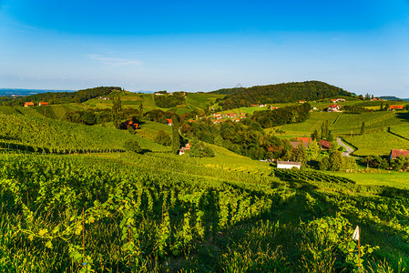 2018年9月7日奥地利StyriaSulztalVineyardsSulztal著名目的地葡萄酒街区南部Styria夏季葡萄酒图片