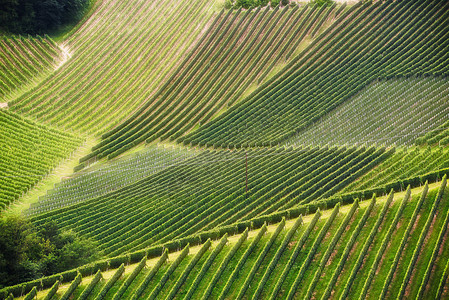 收获前的一排漂亮的葡萄奥地利斯洛文尼亚苏尔兹塔尔加姆利兹斯皮克尼克地区背景绿色图案葡萄种植园绿行模式图片