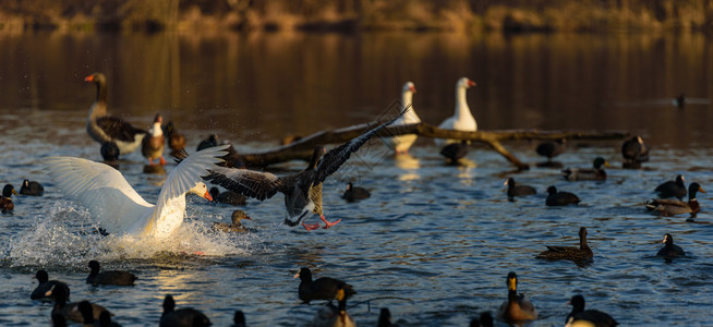 灰鹅降落在水面上StauseeGralla的Mur河边Mur灰鹅降落在水面上图片