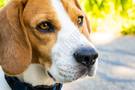 Beagle狗在农村沥青公路上Sunny夏日照样复制空间Beagle狗在农村沥青公路上图片