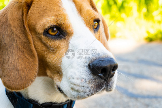 Beagle狗在农村沥青公路上Sunny夏日照样复制空间Beagle狗在农村沥青公路上图片