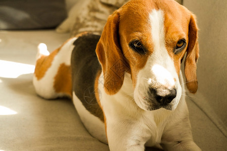 Beagle狗躺在沙发上认真看着摄像机复制空间一只Beagle狗躺在沙发上图片