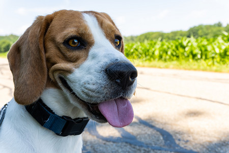 Beagle狗在农村沥青公路上Sunny夏日照样复制空间Beagle狗在农村沥青公路上图片