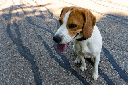 美丽的beagle狗上面有沥青的舌头右边有文字空间动物背景主题上面有沥青的美丽狗图片