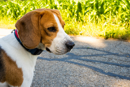 Beagle狗在农村沥青公路上Sunny夏日照样复制空间Beagle狗在农村沥青公路上图片