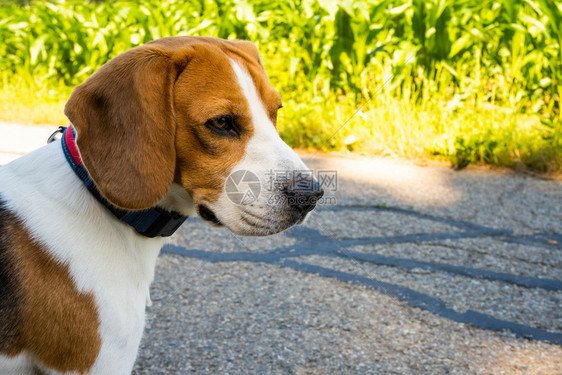 Beagle狗在农村沥青公路上Sunny夏日照样复制空间Beagle狗在农村沥青公路上图片