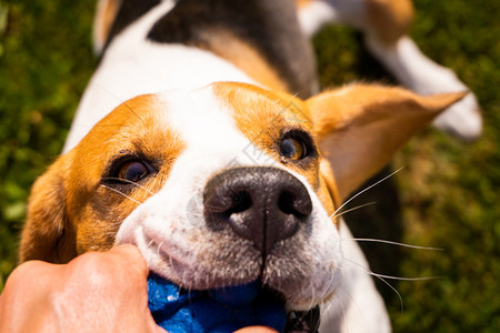 Dogbeagle拉起玩具和拖式战争游戏夏季的Tug拖式战争游戏图片