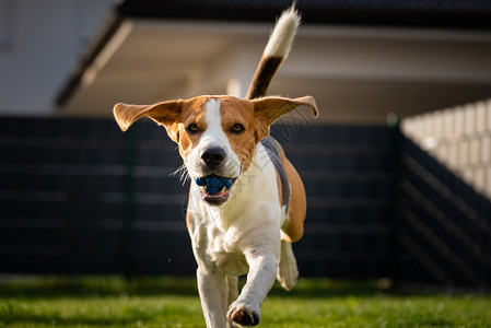 春时在绿草地上长的软耳朵狗比格尔夏季跑向有球的相机背景右春季时在绿草地上带着球的比格尔狗夏季跑向有球的相机图片