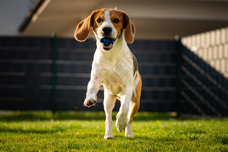 春时在绿草地上长的软耳朵狗比格尔夏季跑向有球的照相机背景春季时在绿草地上带着球的比格尔狗夏季跑向有球的照相机图片