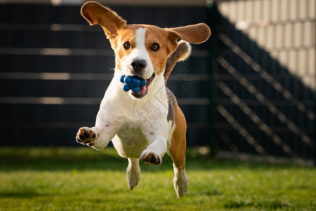 春时在绿草地上长的软耳朵狗比格尔夏季跑向有球的相机背景右春季时在绿草地上带着球的比格尔狗夏季跑向有球的相机图片