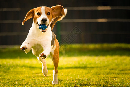 春时在绿色草地上长的软耳朵狗比格尔夏季跑向带有球的相机复制空间在右边春季时绿色草地上带球的比格尔狗夏季跑向带有球的相机图片