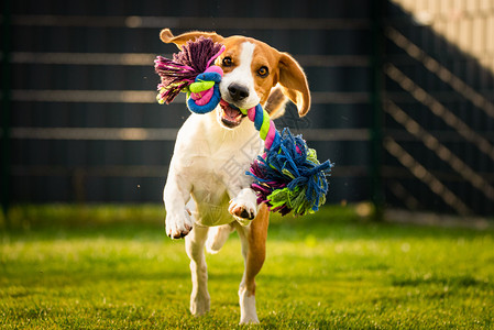 Beagle狗在花园里跑向摄影机带着多彩玩具阳光的白天狗拿玩具图片