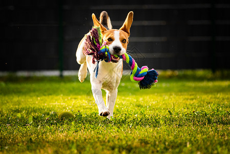 Beagle狗在花园里跑向摄影机带着多彩玩具阳光的白天狗拿玩具图片