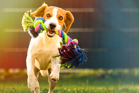 Beagle狗在花园里跑向相机带着多彩玩具Sunny白天狗在捡玩具复制空间图片