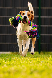 Beagle狗在花园里跑向相机带着多彩玩具日光狗在捡玩具垂直图片