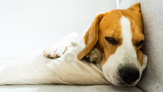 在明亮的房间里猎犬比格犬睡在沙发上的垫子上复制左边的空格小猎犬睡在家里沙发上的垫子上图片