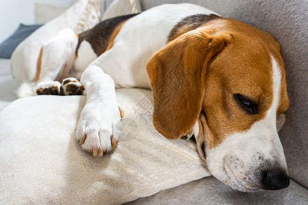 在明亮的房间里猎犬比格犬睡在沙发上的垫子上复制左边的空格小猎犬睡在家里沙发上的垫子上图片