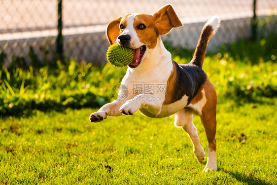 Beagle狗在户外与玩具一起奔向相机Beagle狗与球一起跳和跑图片