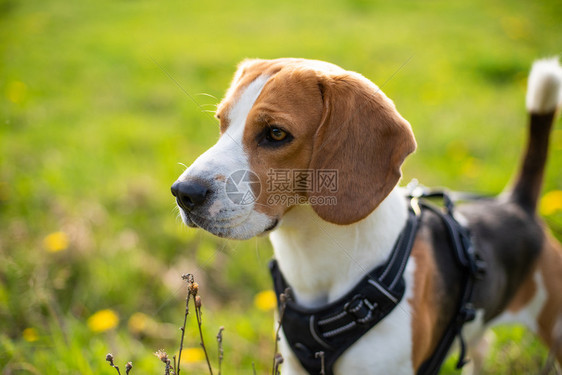 美丽的小鸟狗在绿草地上关闭肖像美丽的小狗在绿草地上关闭肖像图片