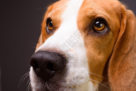 Beagle狗的肖像孤立在黑暗背景上关闭狗鼻子的肖像图片