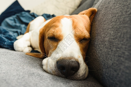 一只宠物小狗睡在沙发上的背景概念图片