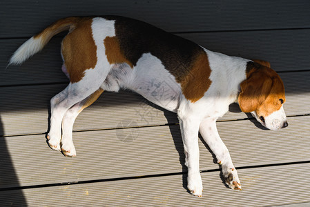 Beagle狗已经疲倦地躺在木甲板上从面看可爱的警犬背景图片