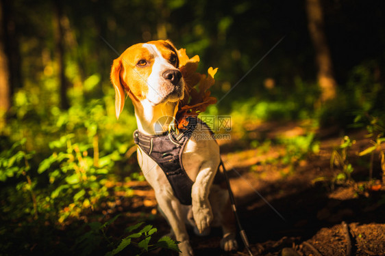 比格尔狗在森林里有秋色和爪子坐在一起狗的背景比格尔狗在森林里有秋色和爪子坐在一起图片