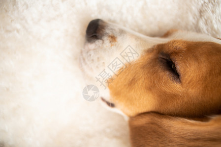 Beagle狗在白色地毯上睡得累要命图片