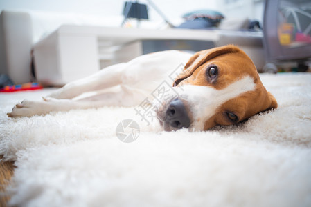 Beagle狗睡在白色地毯上图片